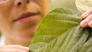 Lexikon aller relevanten Schaderreger für Ihren Pflanzenschutz von BASF Agricultural Solutions Deutschland.